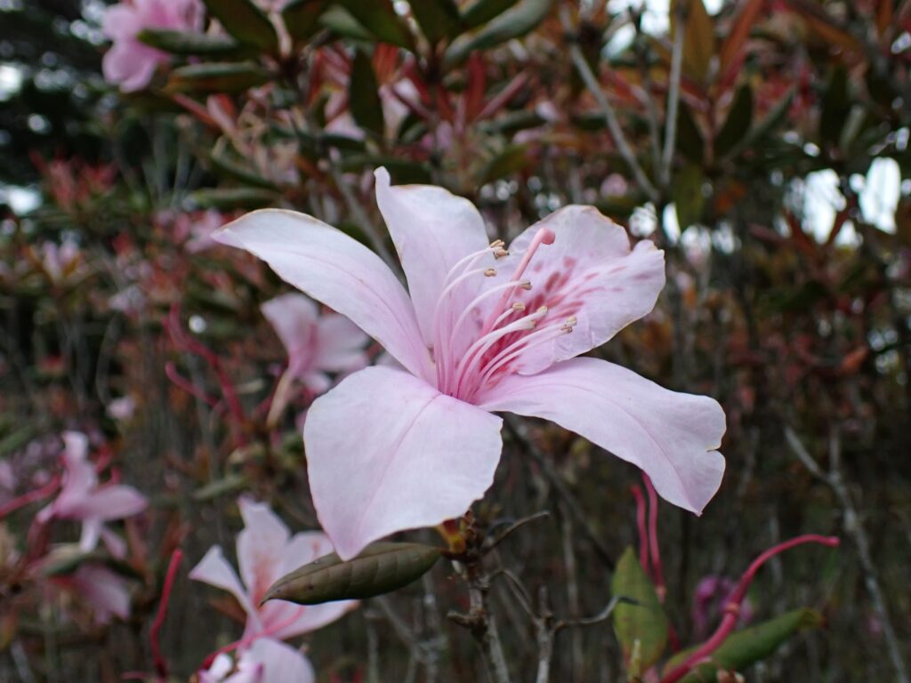 セイシカの花園